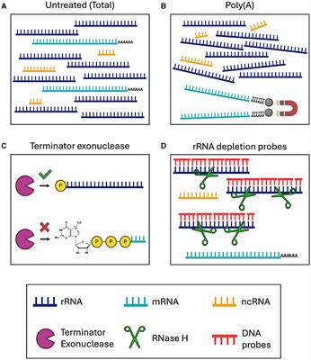 Dual RNA-seq in filarial nematodes and Wolbachia endosymbionts using RNase H based ribosomal RNA depletion